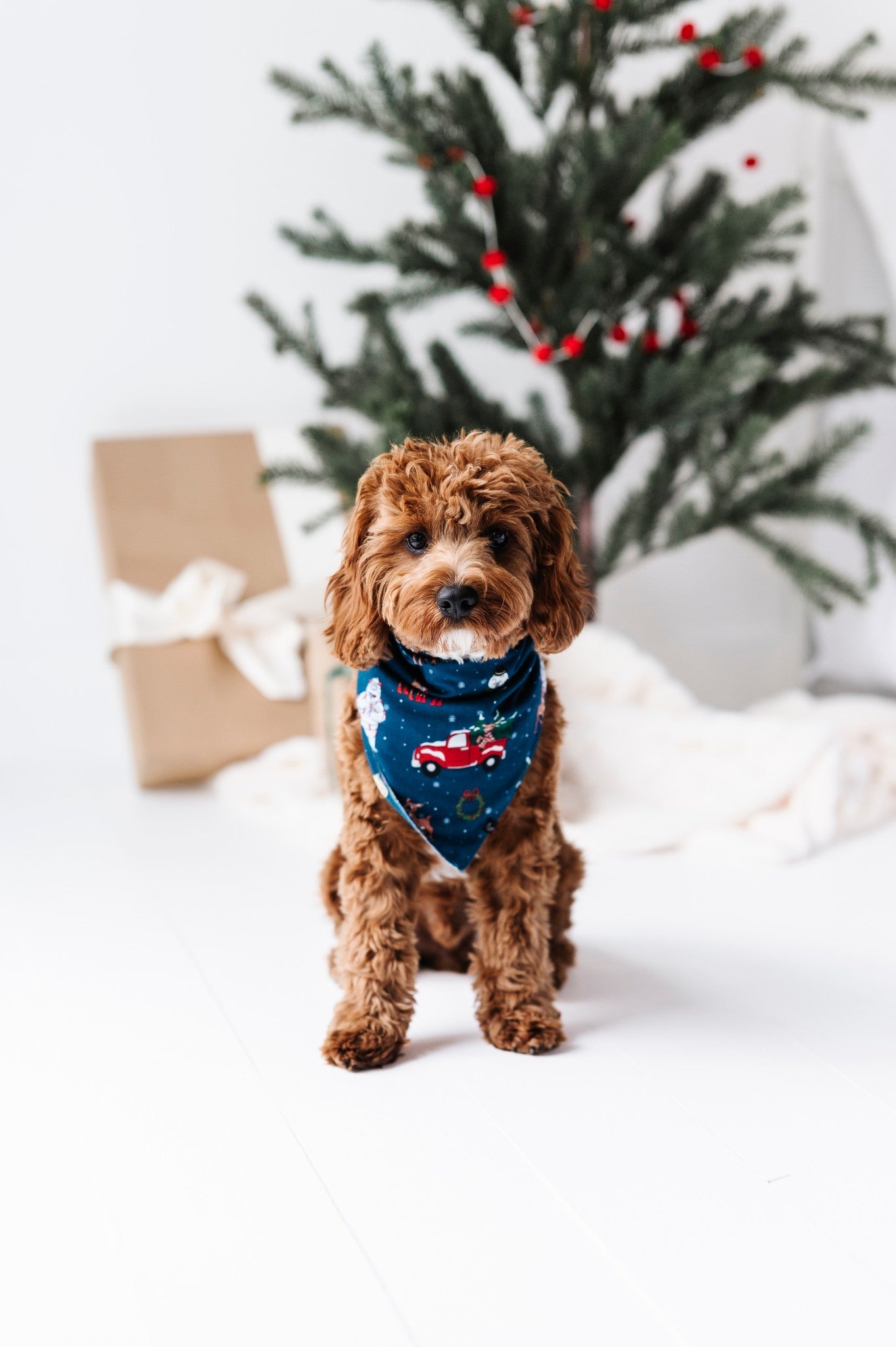 PET BANDANA- RUDOLPH & FRIENDS - The Sleepy Sloth