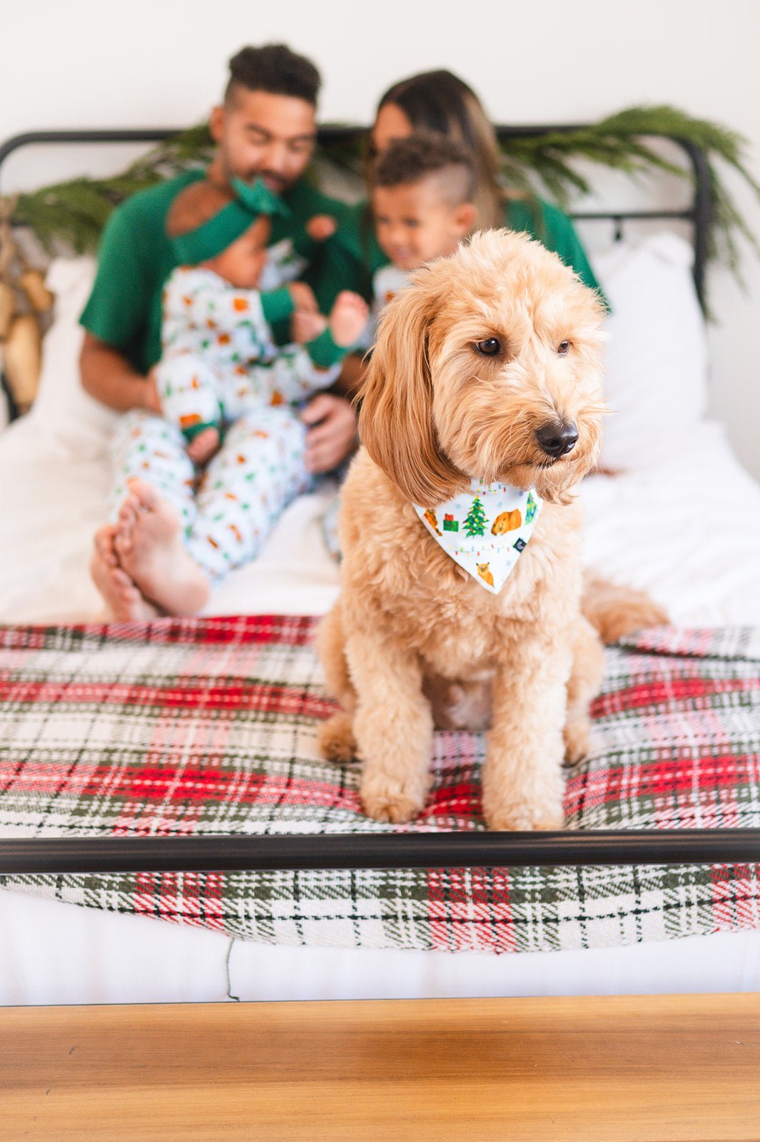 PET BANDANA - BEARY CHRISTMAS - The Sleepy Sloth