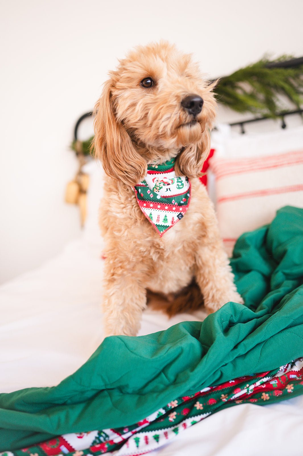 PET BANDANA - FAIR ISLE - The Sleepy Sloth